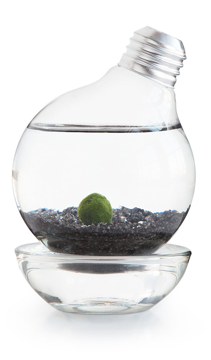 Moss Ball Aquarium Gift